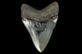 Serrated, Fossil Megalodon Tooth - South Carolina #129436-1